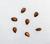 Dronning Louise æblekerner